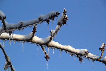 Image showing Ice and snow in the morning