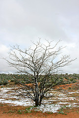 Image showing Tree in winter