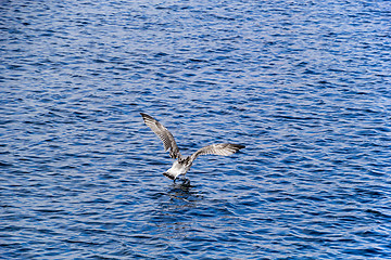 Image showing Young European Herring Gull