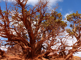 Image showing Painted red tree