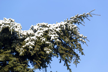 Image showing Ice and snow in the morning