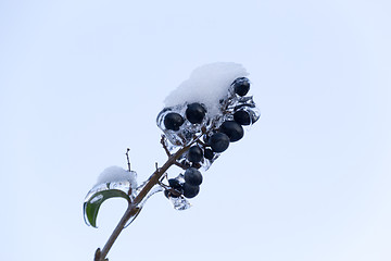 Image showing Ice and snow in the morning