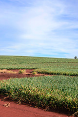 Image showing Pineapple Orchard