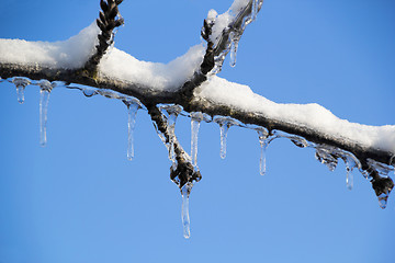 Image showing Ice and snow in the morning