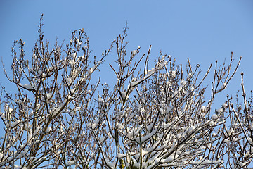 Image showing Ice and snow in the morning