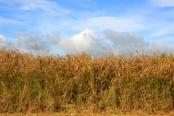 Image showing In the fields