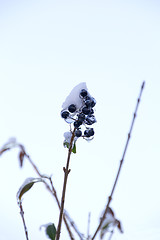 Image showing Ice and snow in the morning