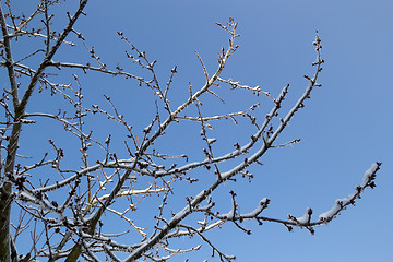 Image showing Ice and snow in the morning