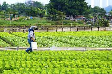 Image showing Cultivated land and farmer spraying 