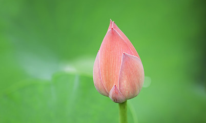 Image showing Hindu Lotus 