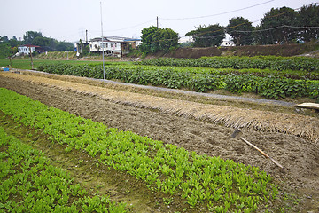 Image showing Cultivated land in a rural 