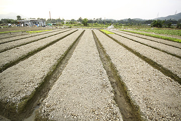 Image showing Cultivated land