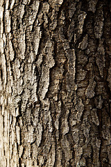 Image showing tree trunk closeup background wallpaper