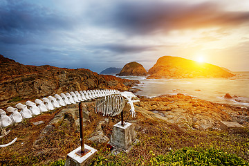 Image showing whale bone in Cape D'Aguilar Peninsula, landmark in hongkong She