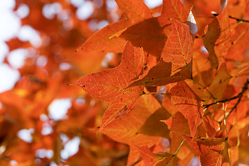 Image showing red leaves in autumn 