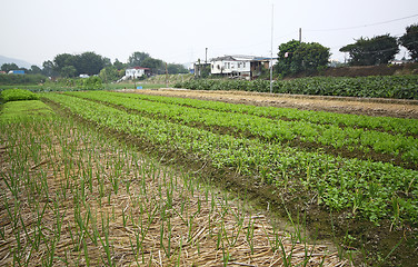 Image showing Cultivated land in a rural 