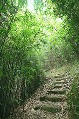 Image showing Green Bamboo Forest -- a path leads through a lush bamboo forest