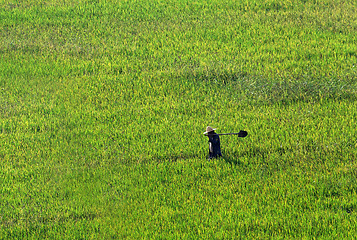 Image showing Farmer walking through a wheat field 