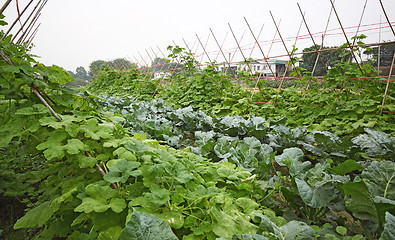 Image showing Cultivated land in a rural 