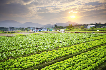 Image showing Golden sunset over farm field 