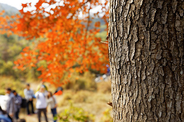 Image showing red leaves in autumn 