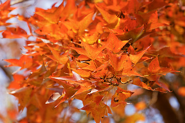 Image showing red leaves autumn 