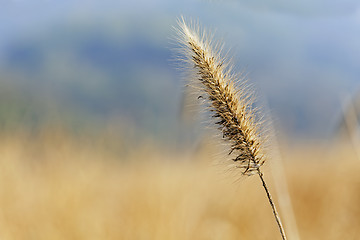 Image showing silvergrass over the mountain in autumn 