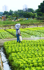 Image showing Cultivated land and farmer spraying 