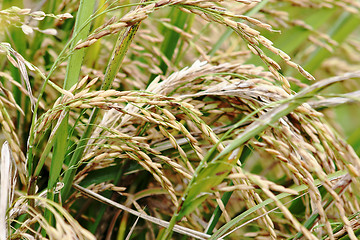 Image showing asmine rice in farm. 