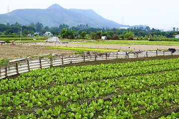 Image showing Cultivated land