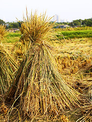 Image showing Harvest rice 