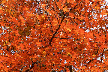 Image showing red leaves autumn 