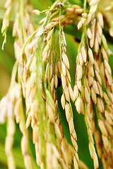 Image showing asmine rice in farm. 