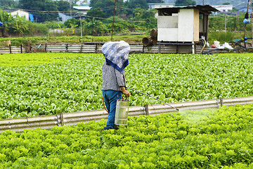 Image showing Cultivated land and farmer spraying 