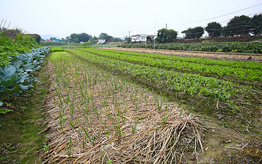 Image showing Cultivated land in a rural 