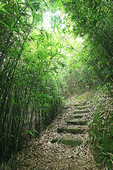 Image showing Green Bamboo Forest -- a path leads through a lush bamboo forest