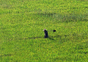 Image showing Farmer walking through a wheat field 