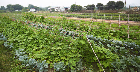 Image showing Cultivated land in a rural 