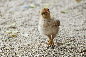 Image showing brave chick