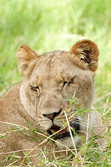 Image showing Drowsy Lioness