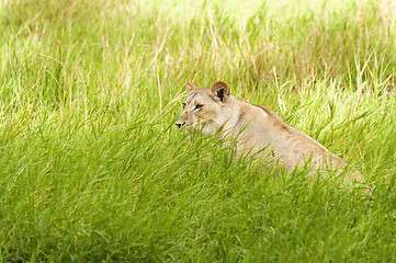 Image showing Lioness