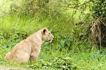 Image showing Lioness