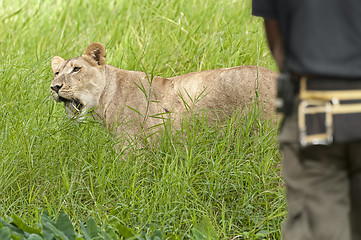 Image showing Lioness in front of park ranger