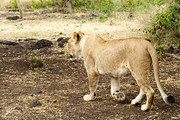 Image showing Lioness