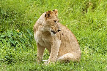 Image showing Lioness