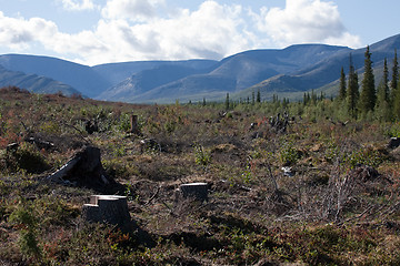 Image showing deforestation