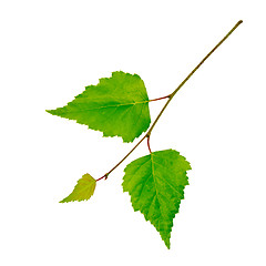 Image showing Birch twig with green leaves