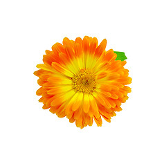 Image showing Calendula orange-yellow with a leaf