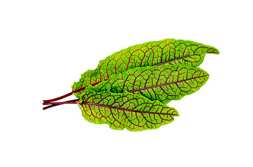 Image showing Sorrel green with red veins