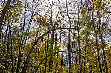 Image showing Autumn forest with sun and sky